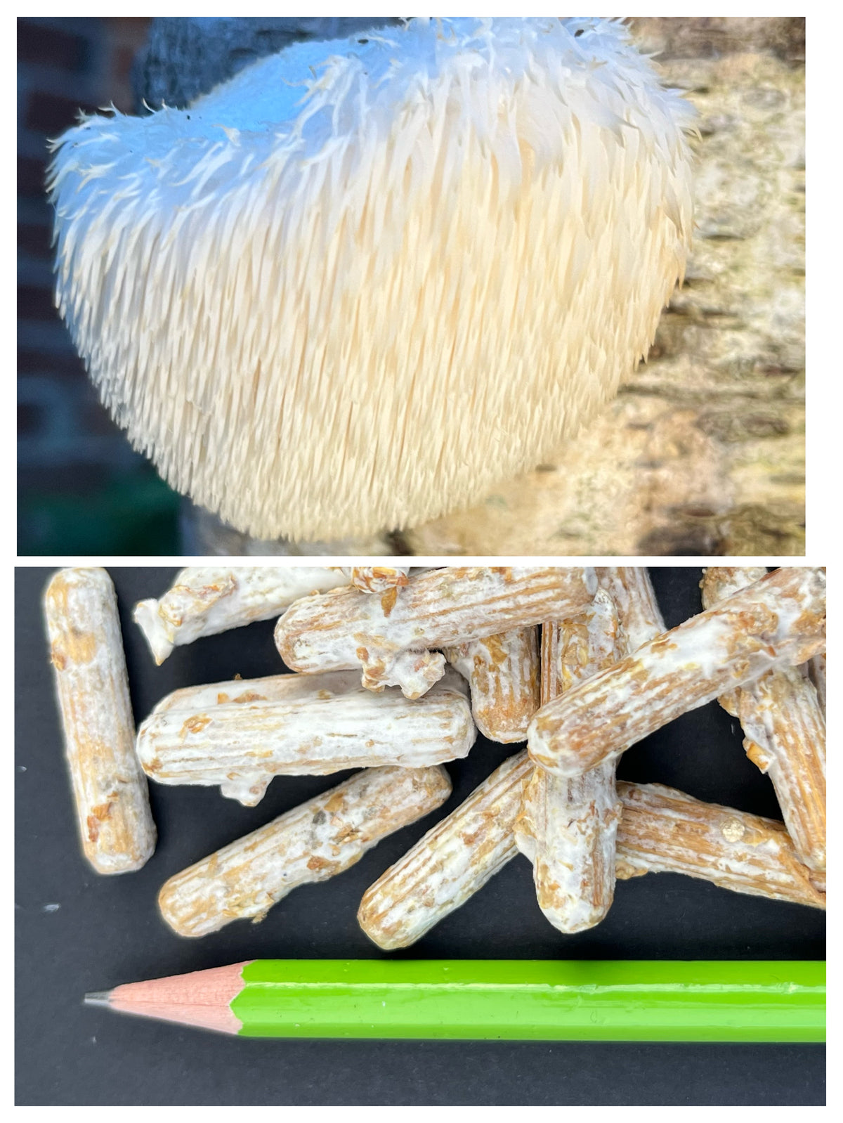 Lion`s Main mycelium - 100 dyvler klar til brug, inkl. parafin-voks