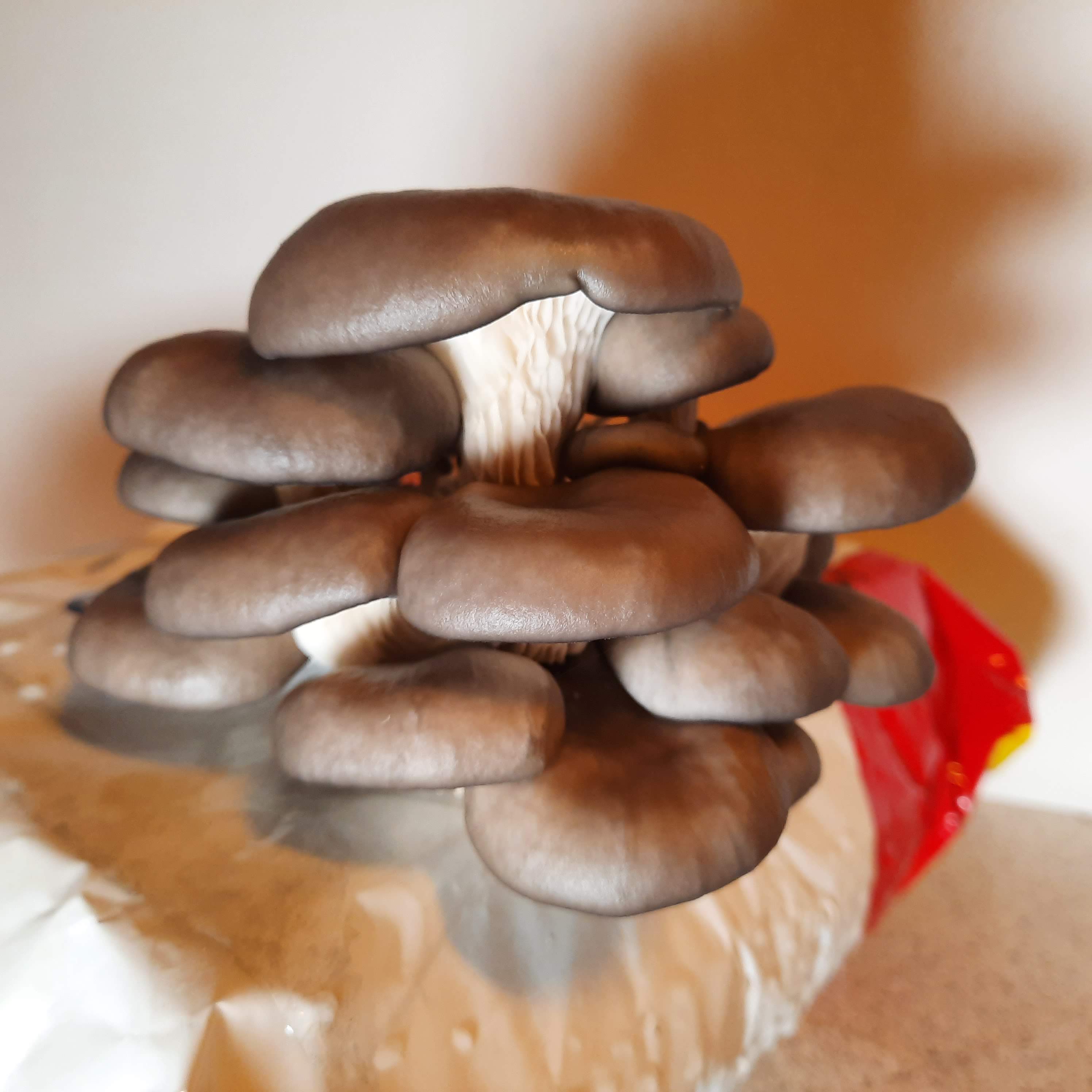 300 gr. Østerhat Mycelium ML 2000