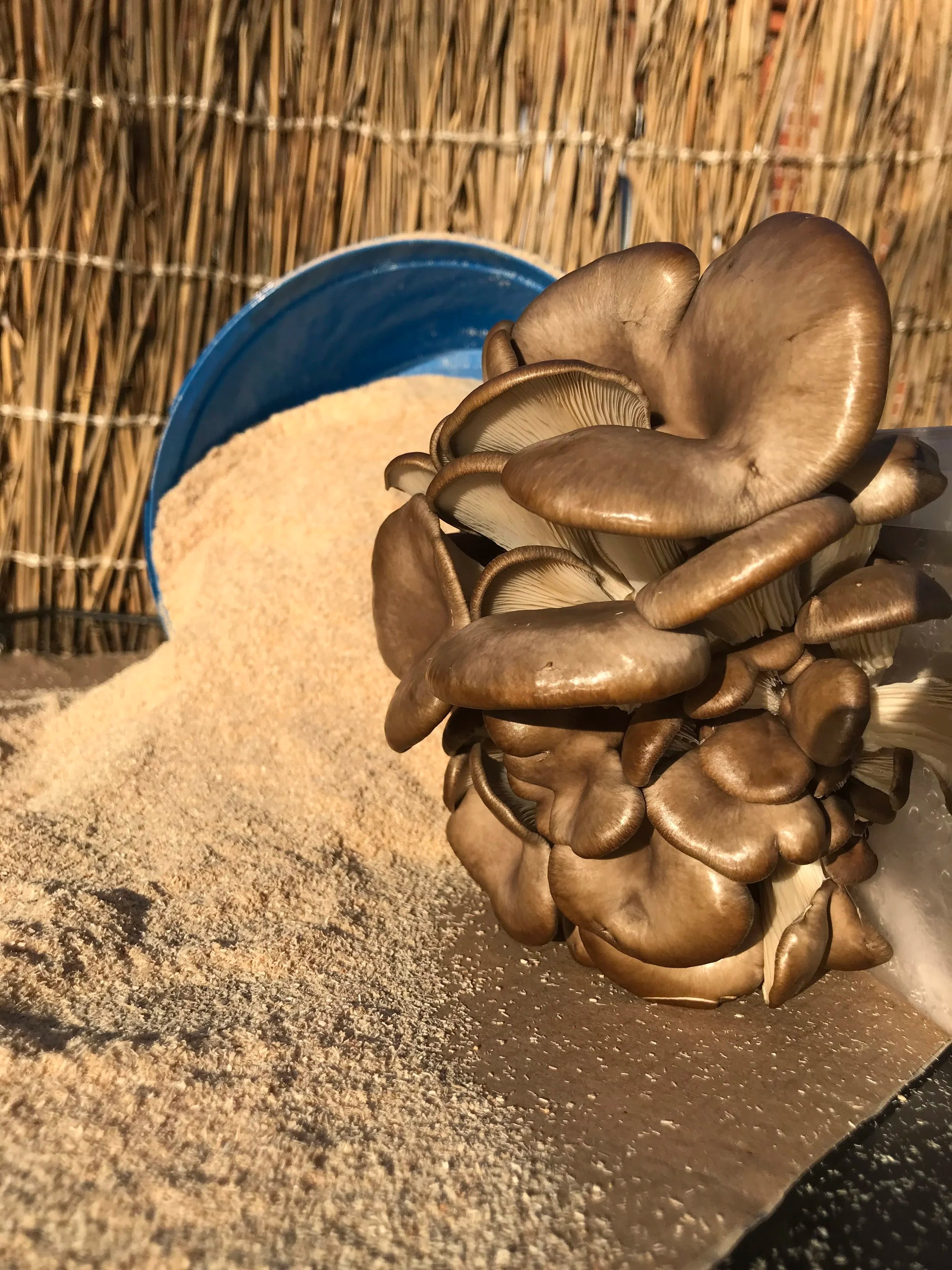 Træmel af bøgetræ (2 kg)