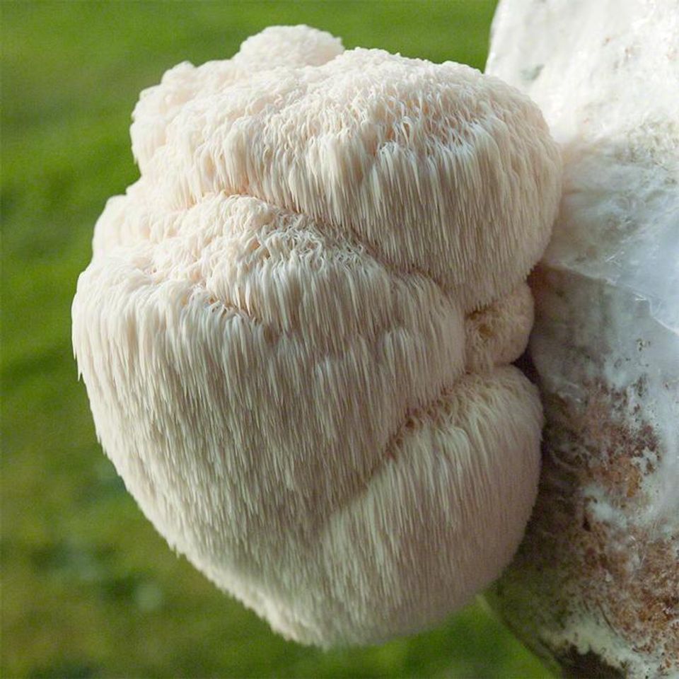 Lion`s Main mycelium - 100 dyvler klar til brug, inkl. parafin-voks