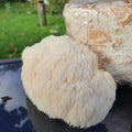 Lions Mane  Mycelium