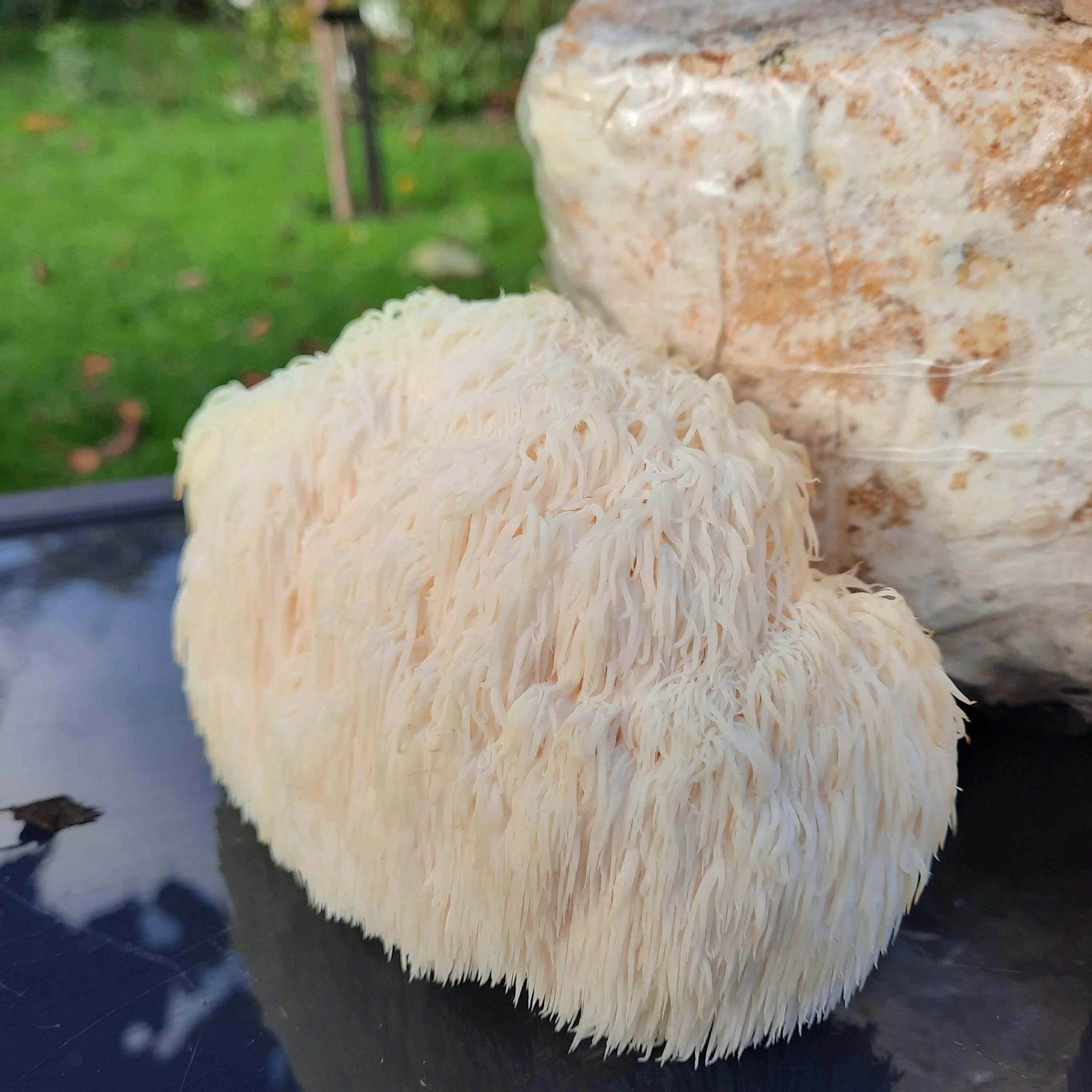 Lions Mane  Mycelium