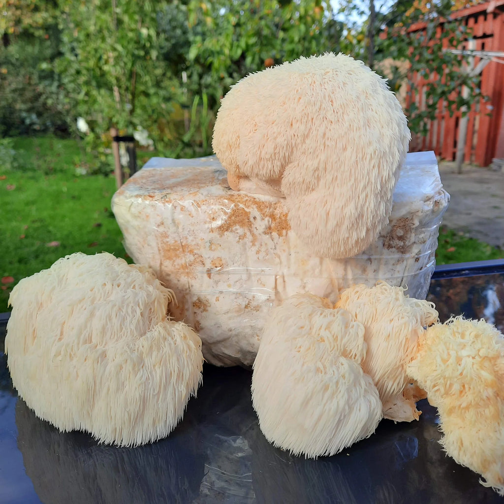 Lions Mane  Mycelium