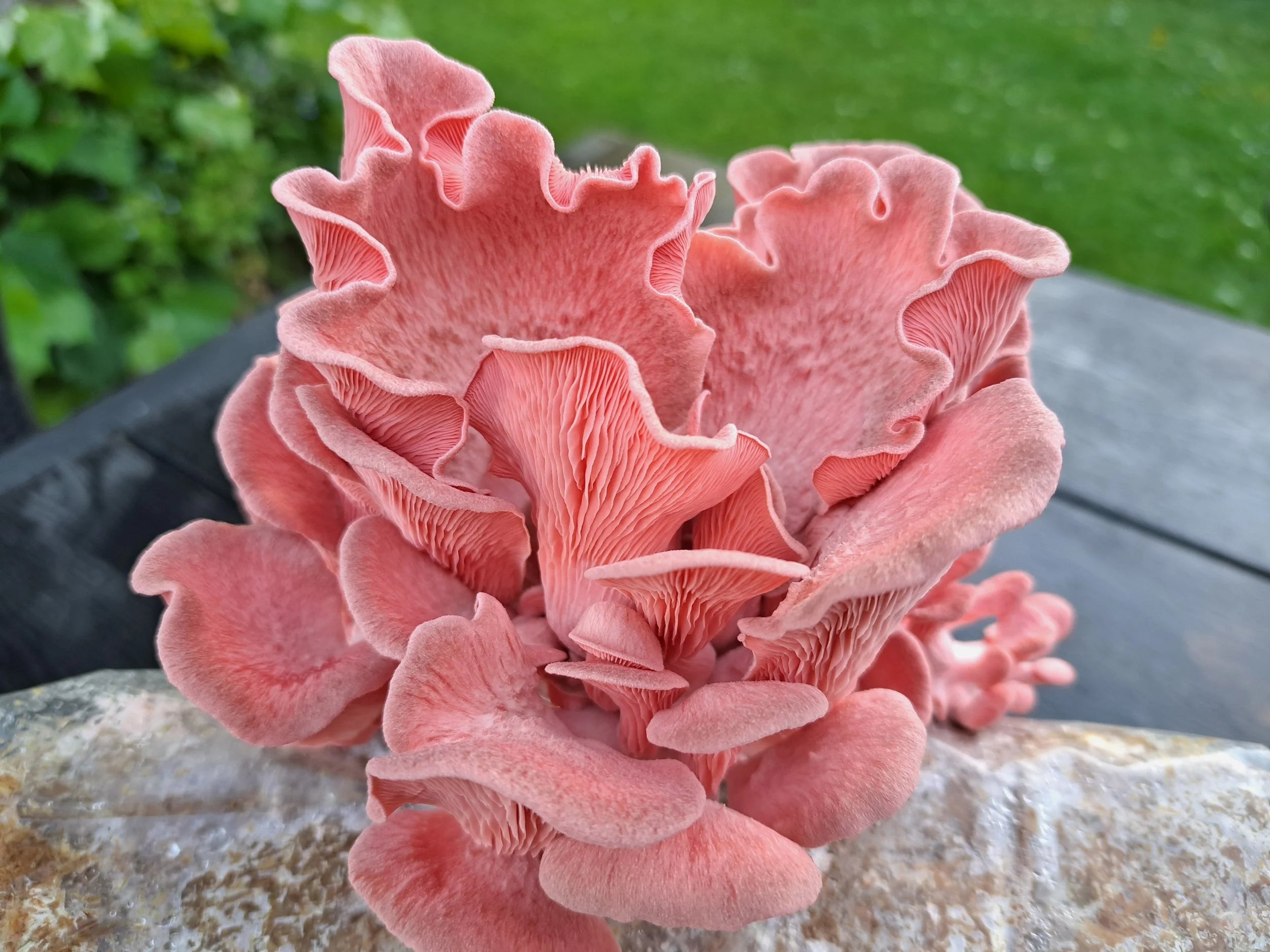 Pink østershat