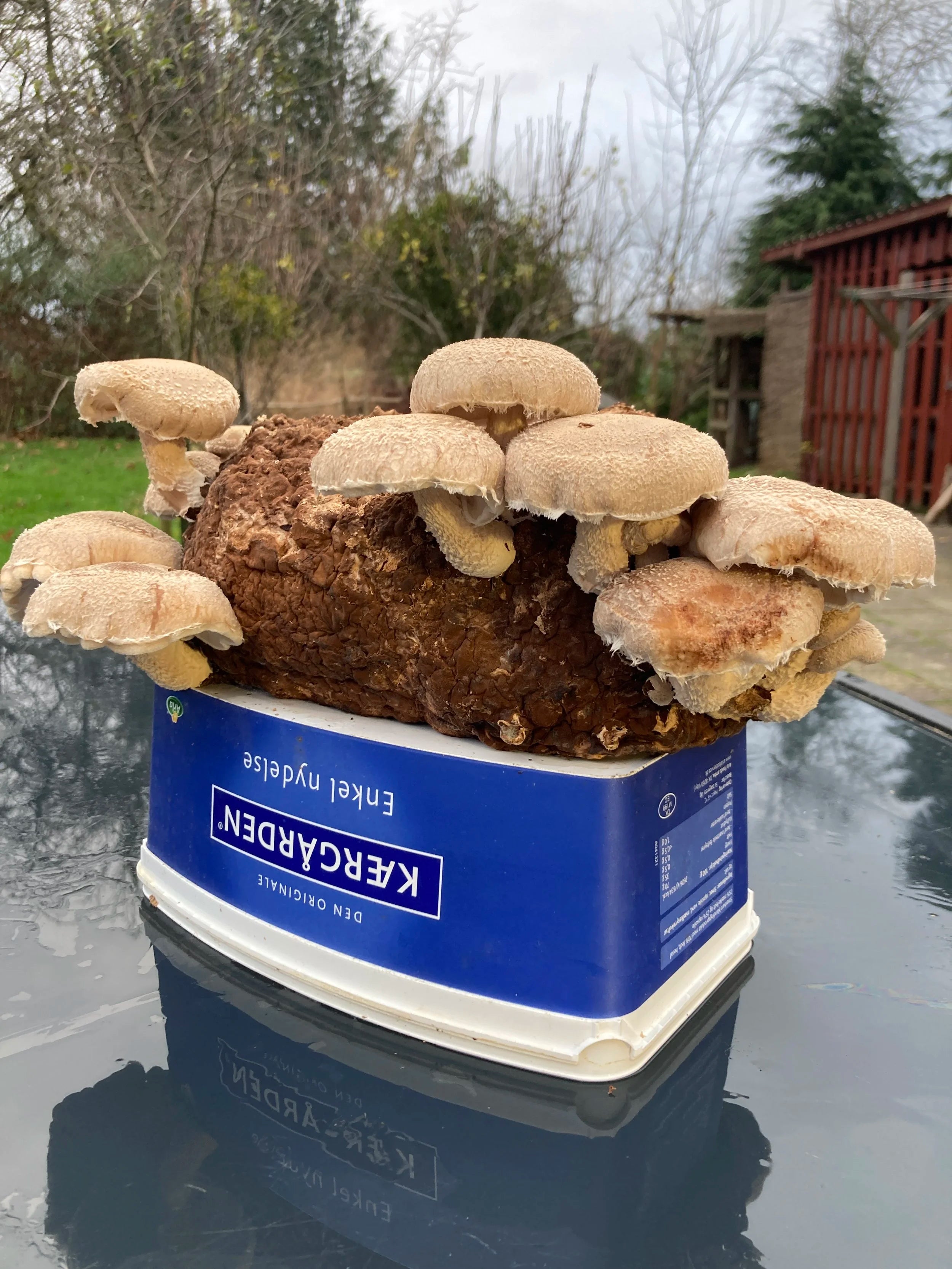 Shiitake mycelium