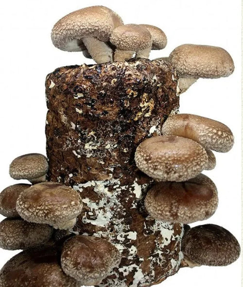 'Færdig' egetræsstamme med Shiitake
