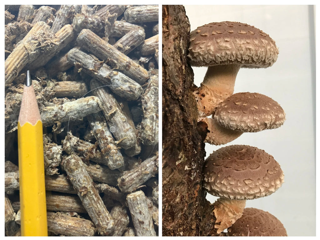 Shiitake-dyvler klar til brug,