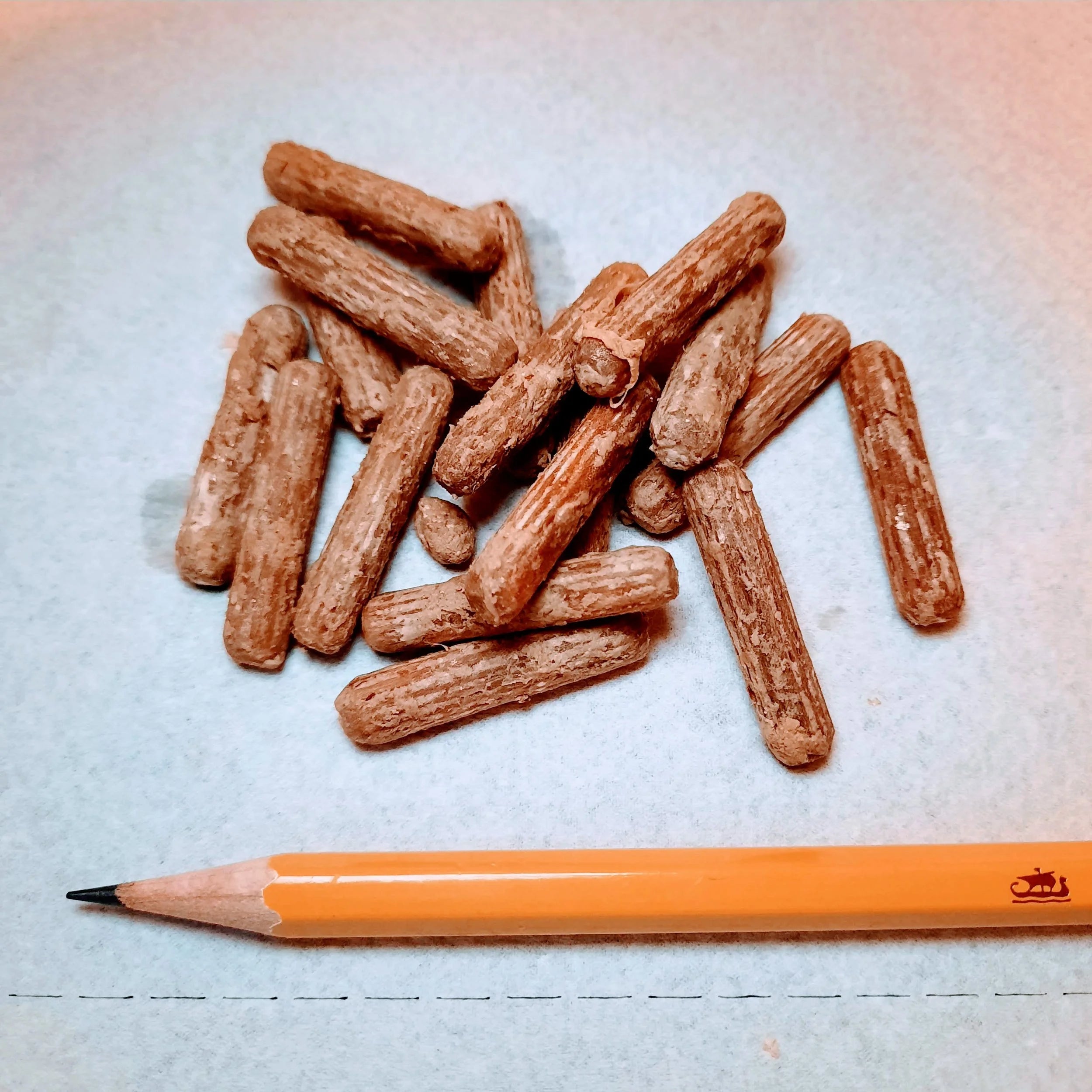 Shiitake-dyvler klar til brug,