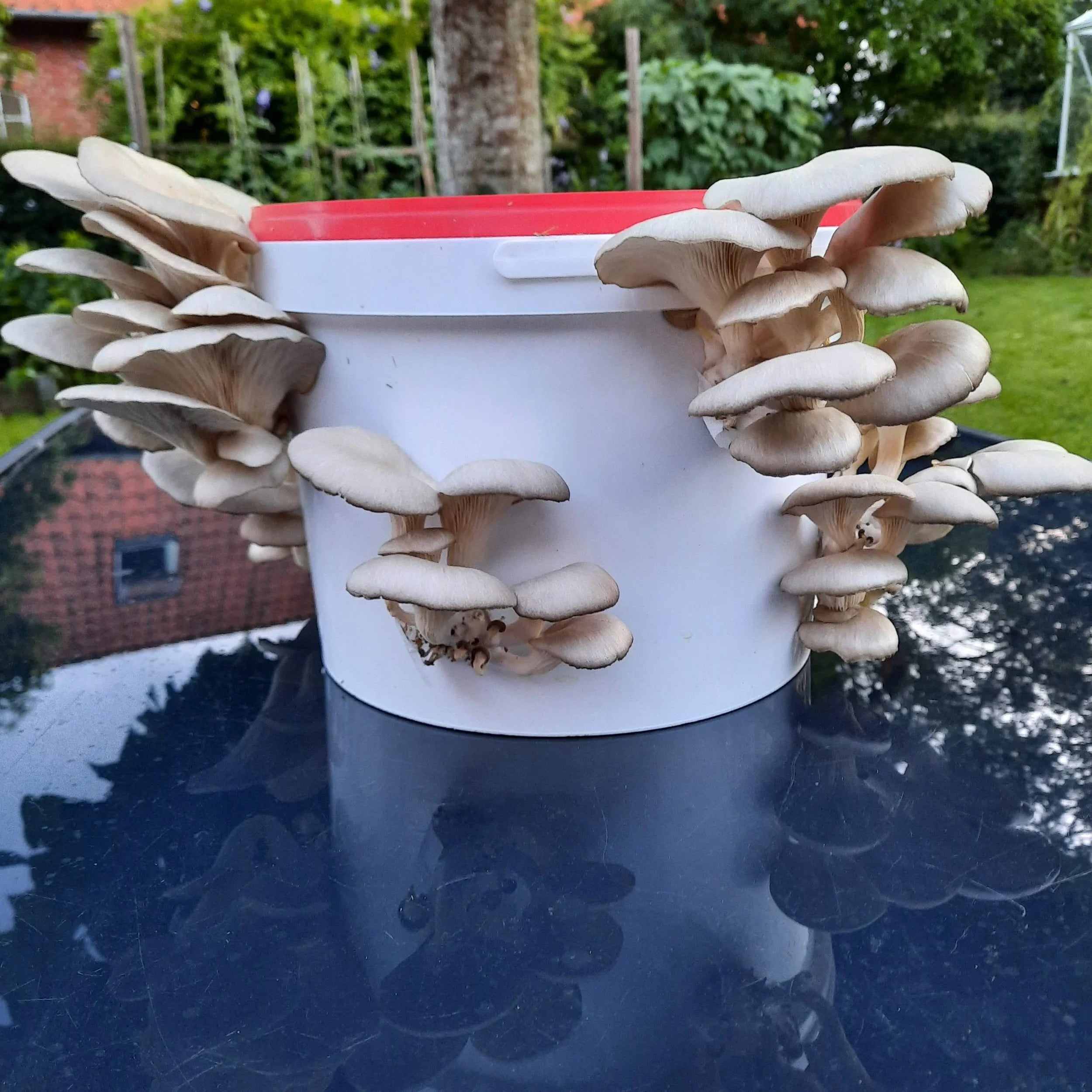 Grosæt: østershat (10 liter)